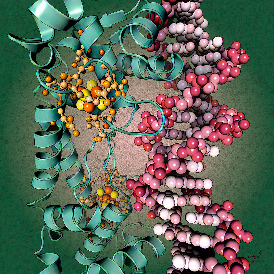 NsrR nitrogen oxide sensor transcription factor, illustration
