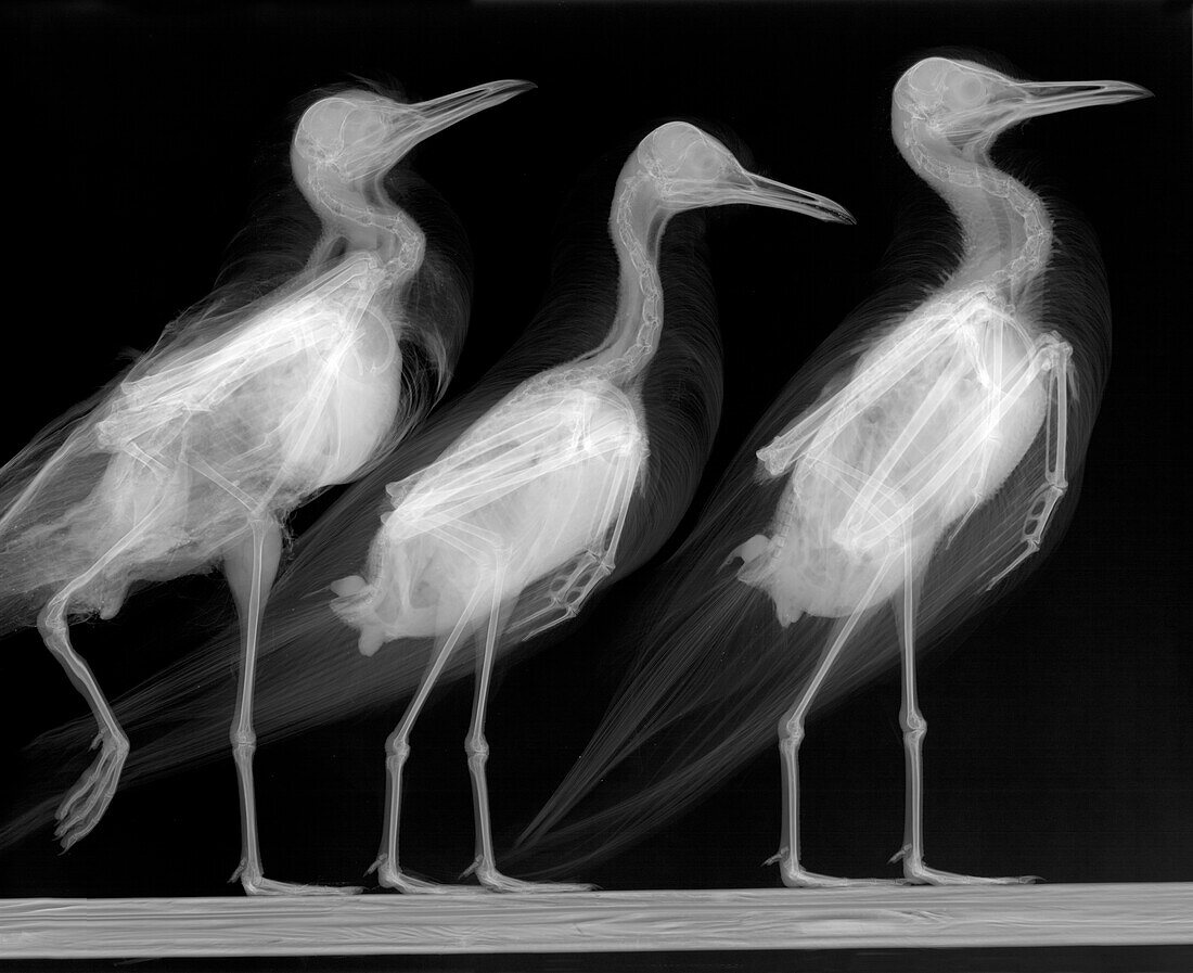 Mediterranean gulls, X-ray