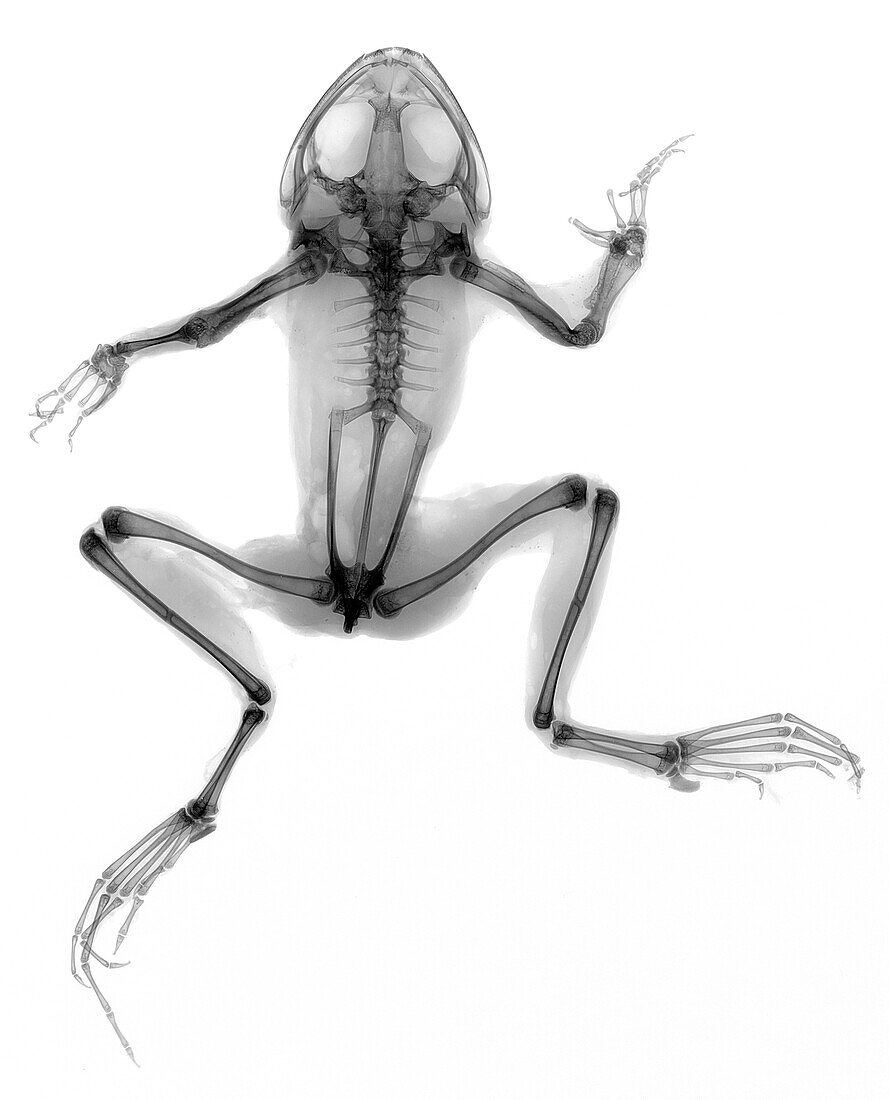 Pool frog, X-ray