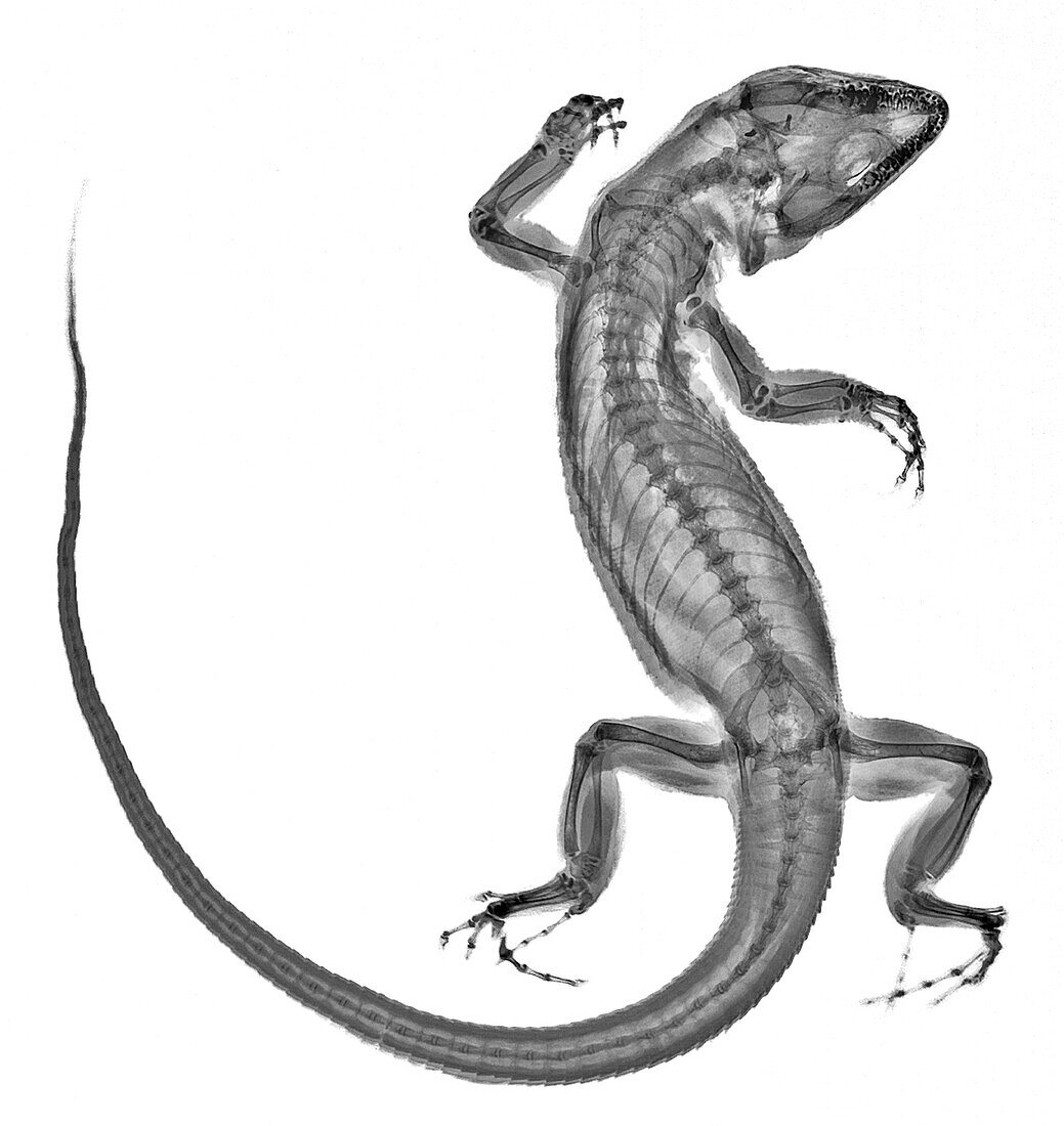 Lizard, X-ray