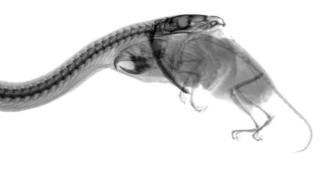 Indian python swallowing mouse, X-ray