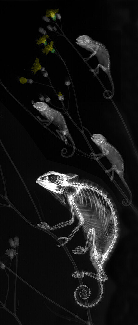 Veiled chameleons, X-ray