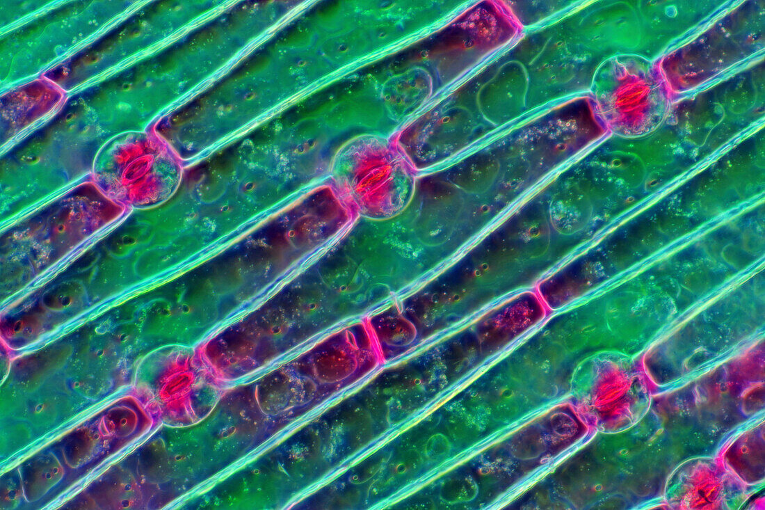Galtonia stomata, light micrograph