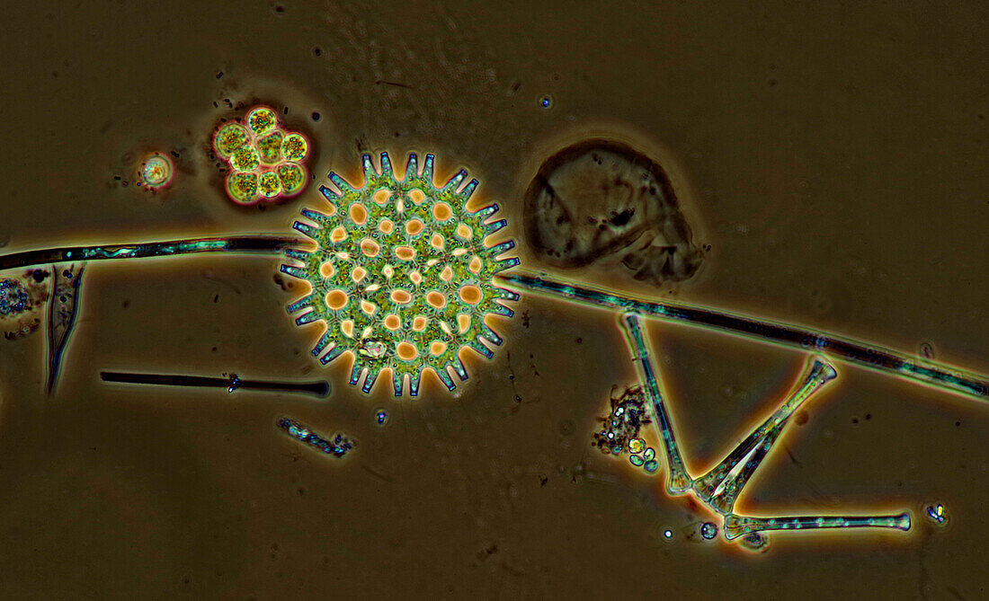 Pond life, light micrograph
