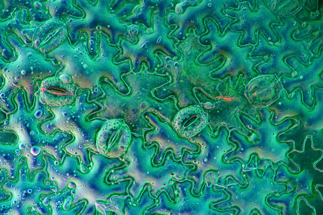Marsh-marigold stomata, light micrograph