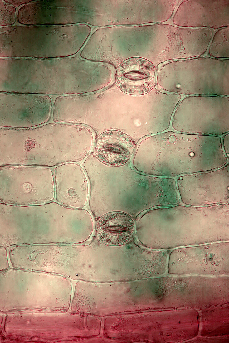 Lily of the valley stomata, light micrograph