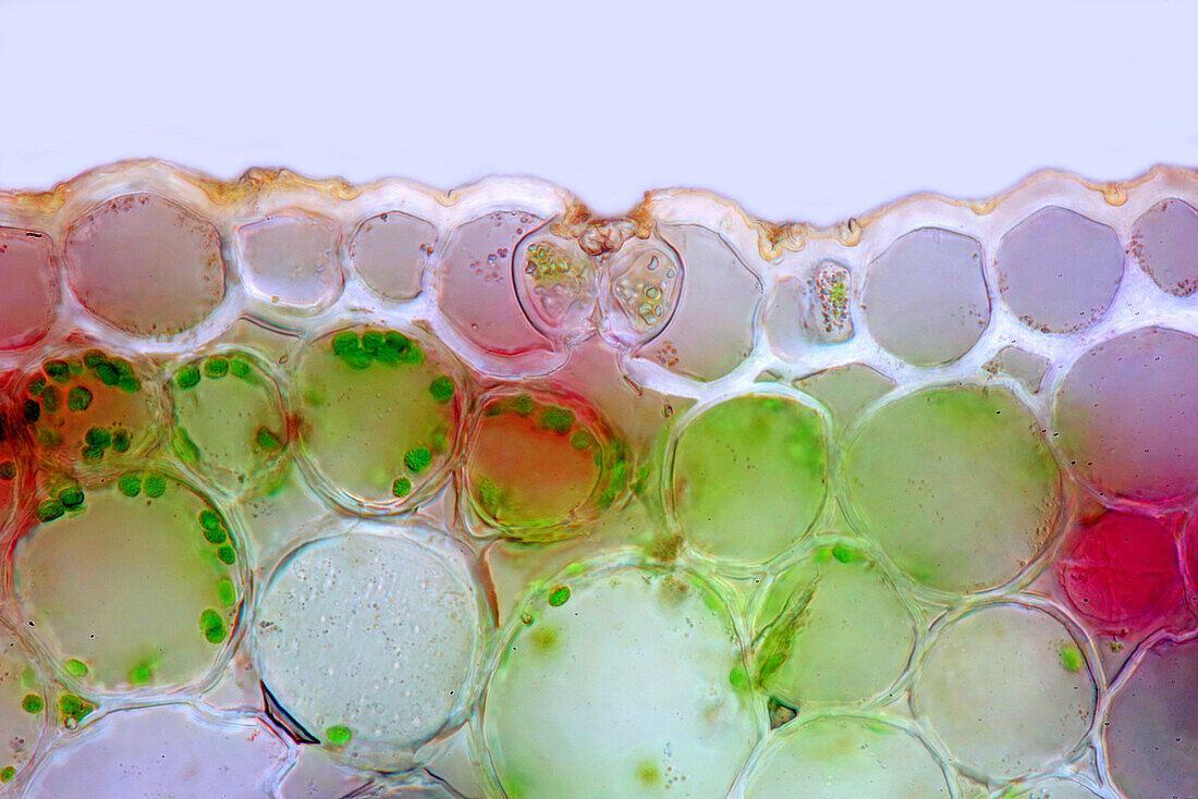 Lily of the valley leaf epidermis, light micrograph