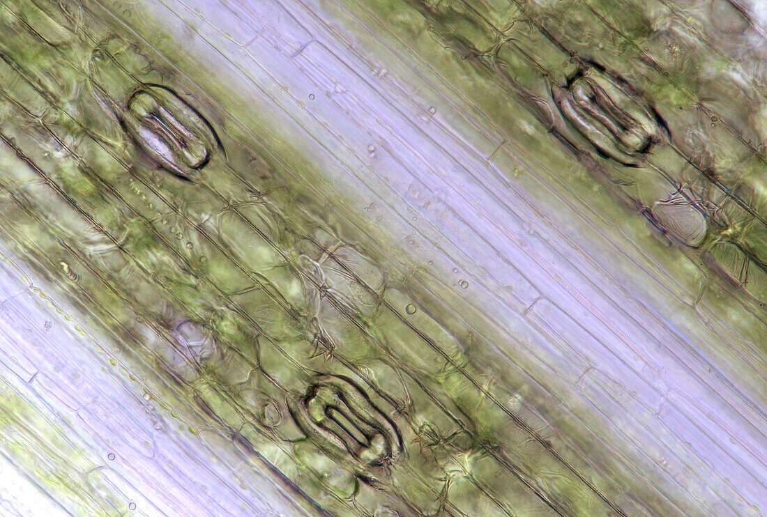 Oat stomata, light micrograph