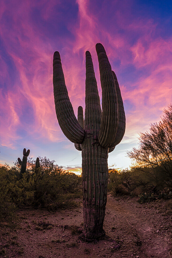 Cactus at sunset, Sonoran Desert, Arizona, USA