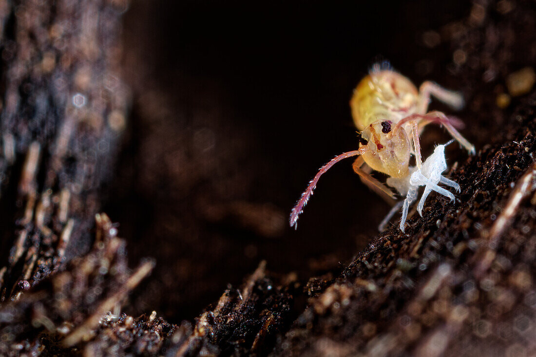 Springtail eating its moult