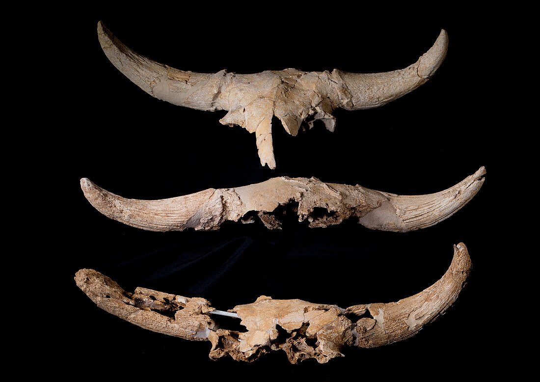 Fossil bison crania deposited by Neanderthals