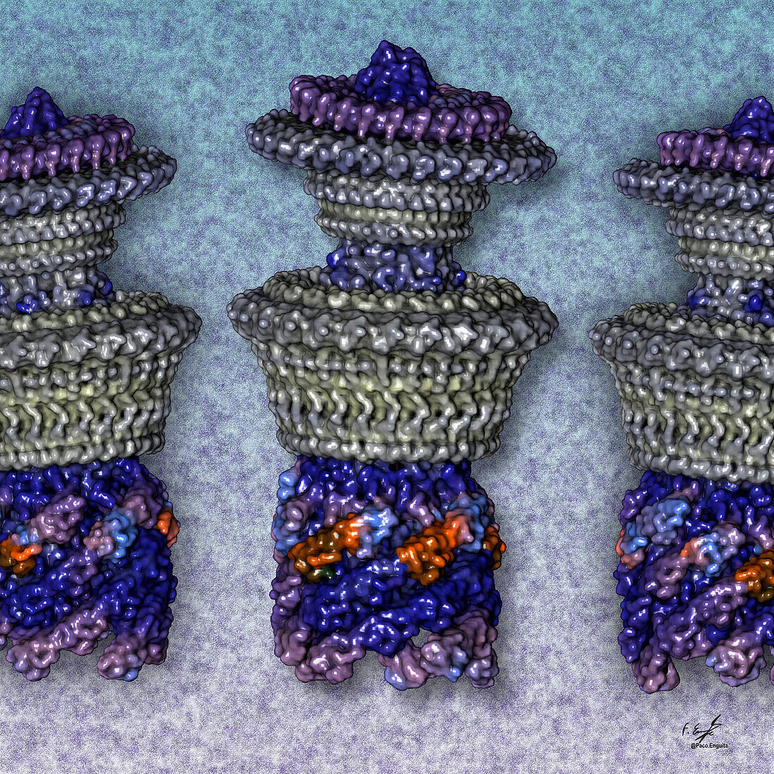 Bacterial flagellar motor-hooks, illustration