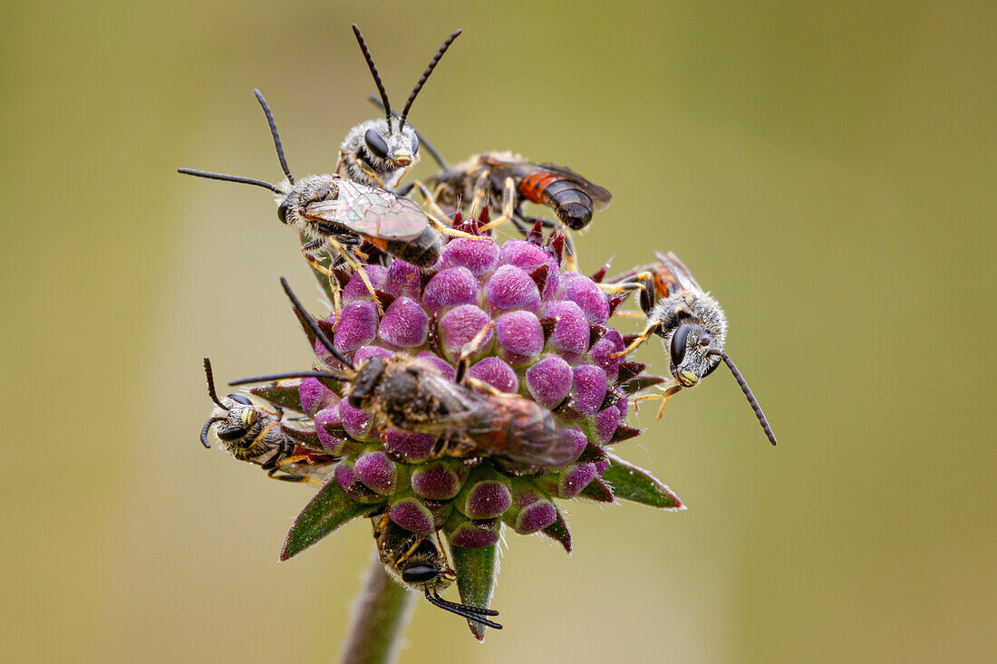 Halictid bees
