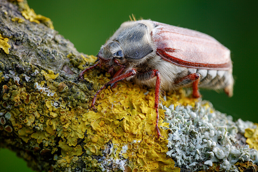 Common cockchafer beetle