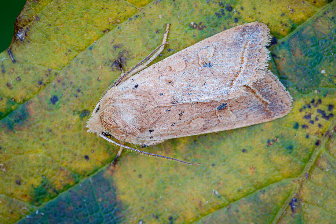 Yellow-line Quaker moth