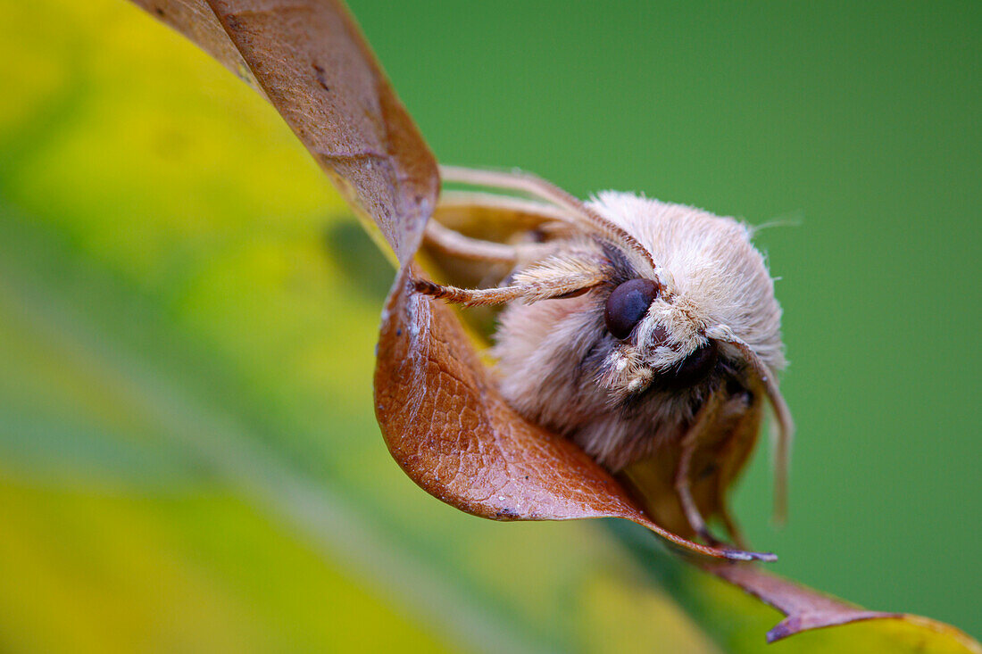 Yellow-line Quaker moth