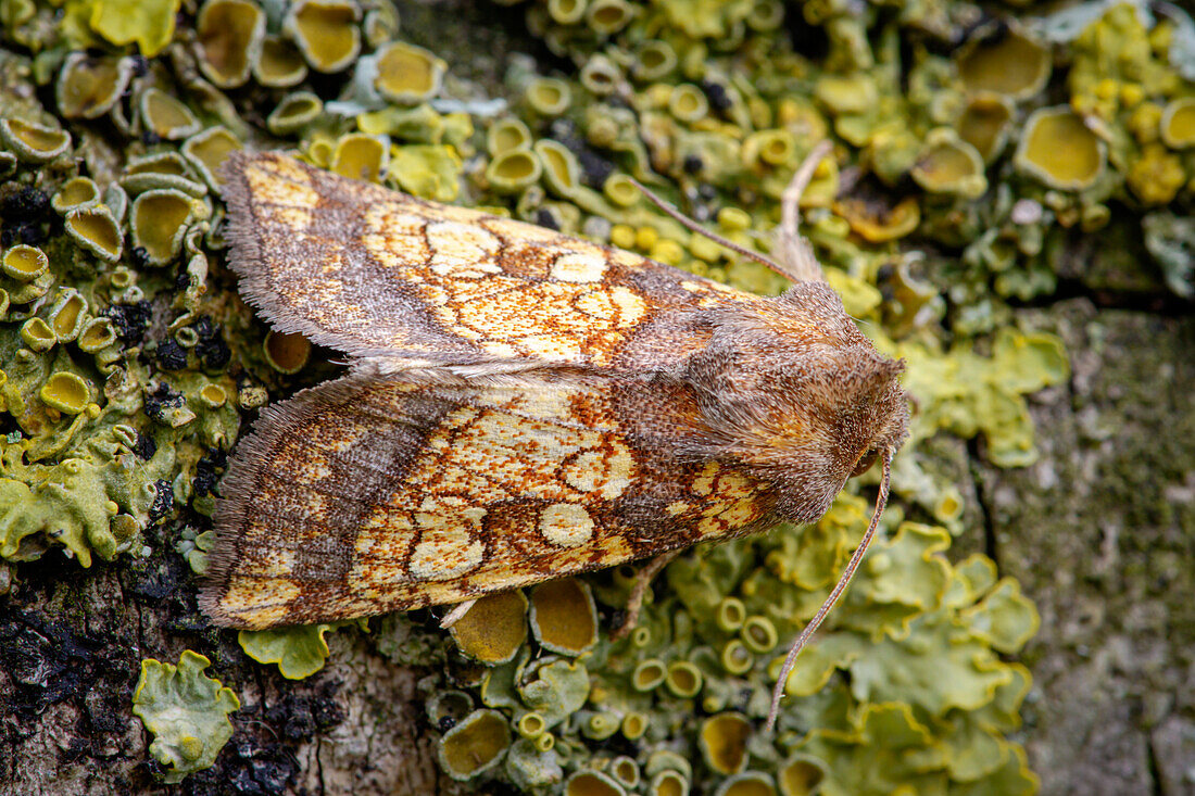 Frosted orange moth