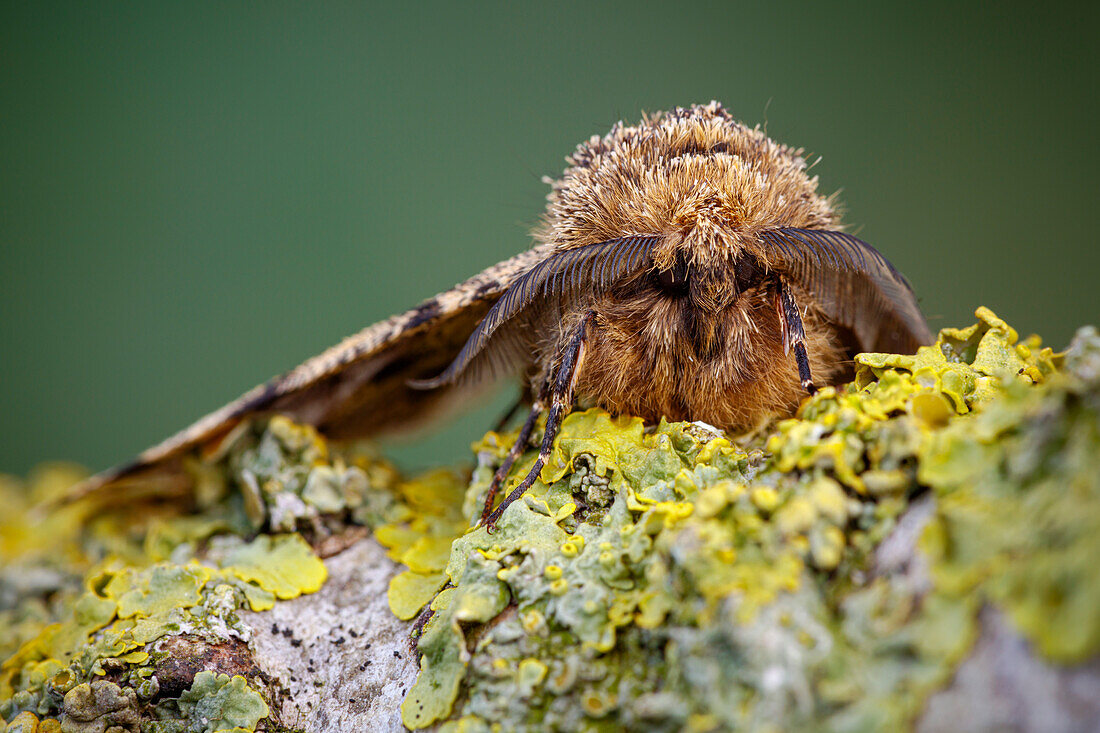 Brindled beauty moth