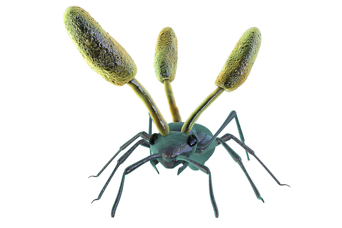 Cordyceps parasitic fungus growing on ant, illustration