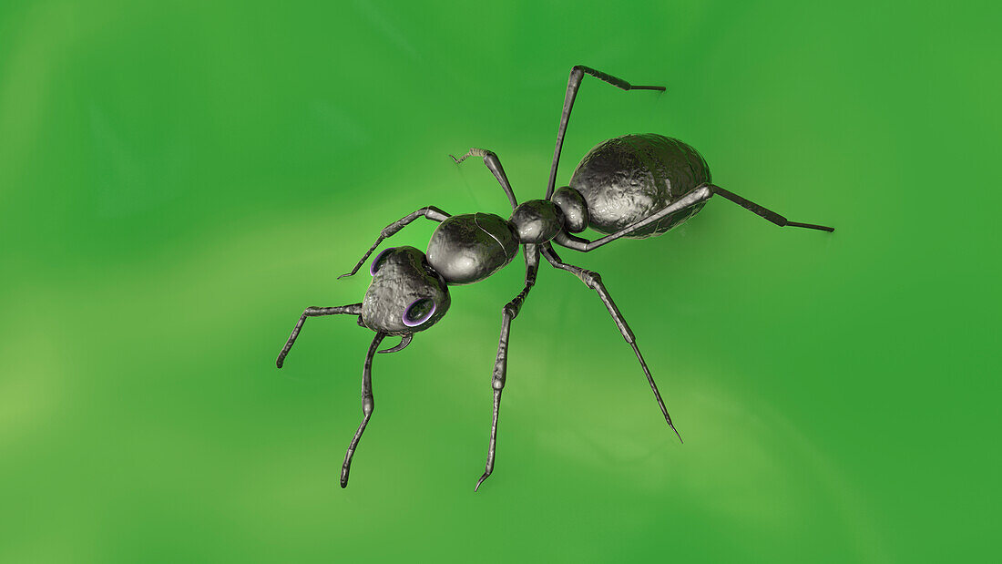 Ant, illustration