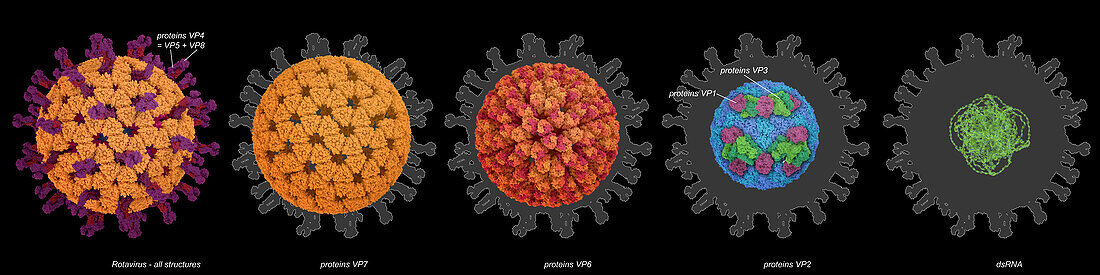 Rotavirus structure, illustration