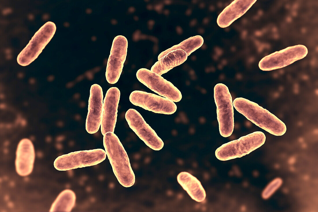 Clavibacter bacteria, illustration.
