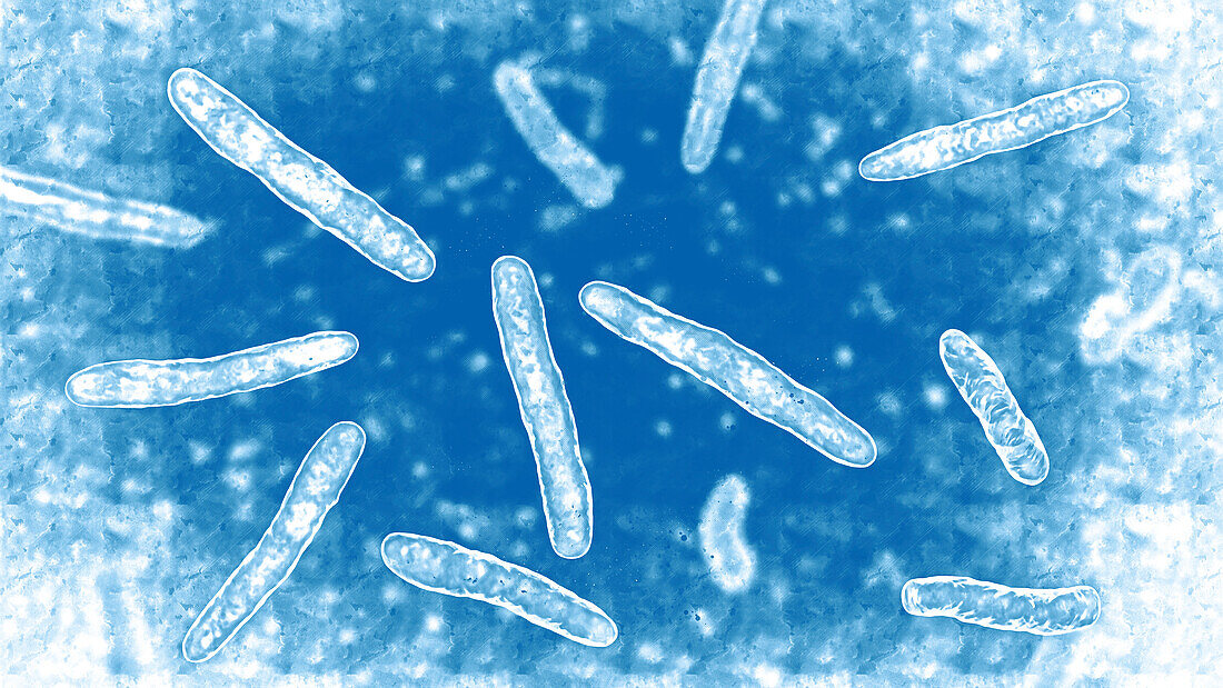 Mycobacterium bovis bacteria, illustration