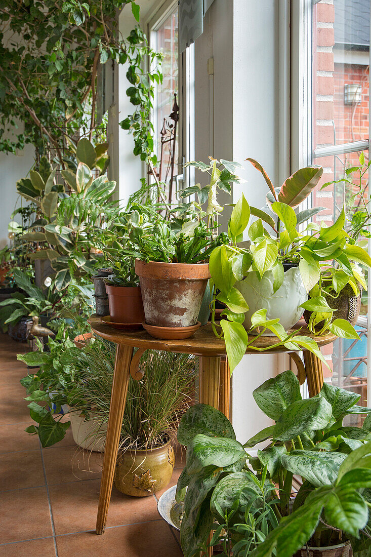 Lush jungle like houseplants along the windows