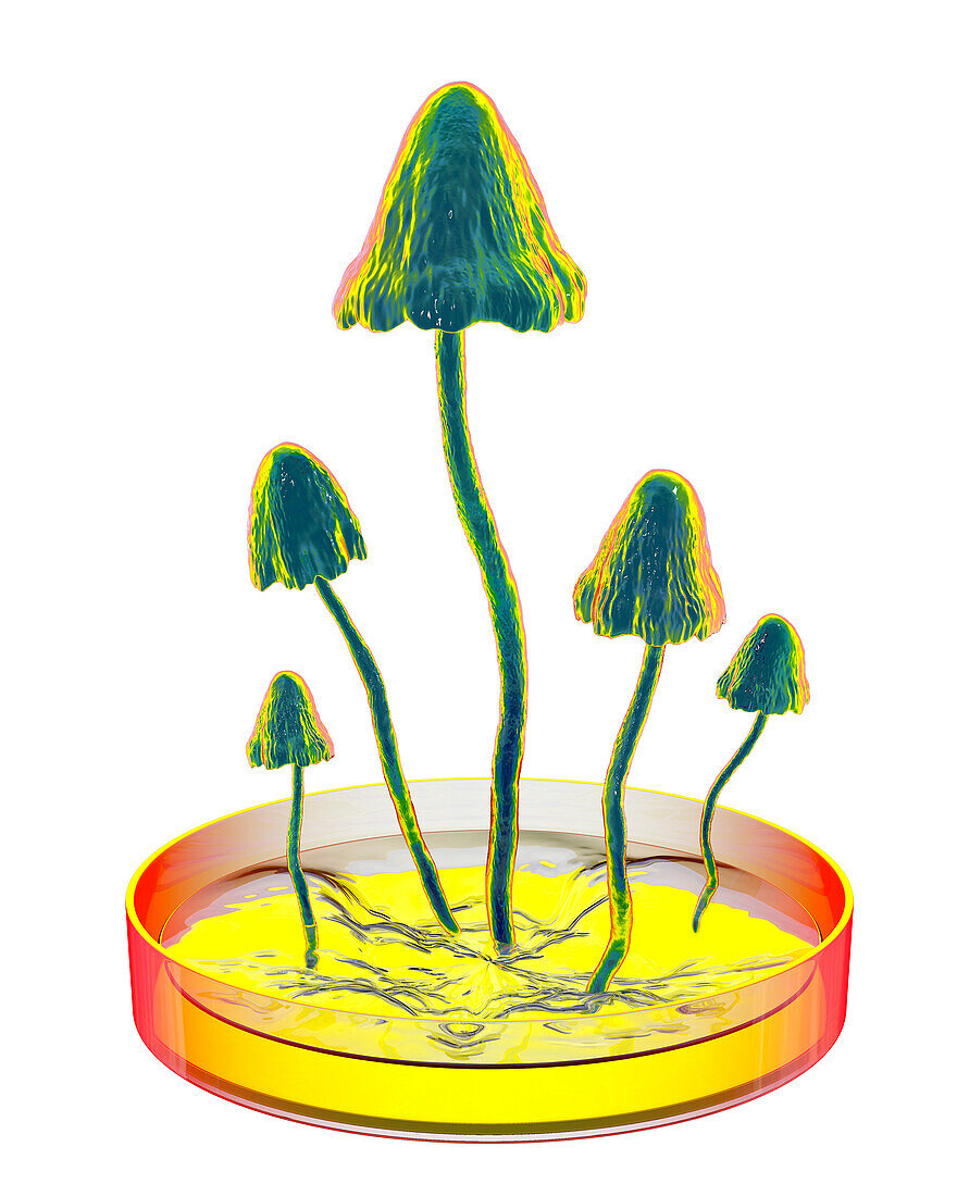 Mushrooms growing in laboratory, conceptual illustration