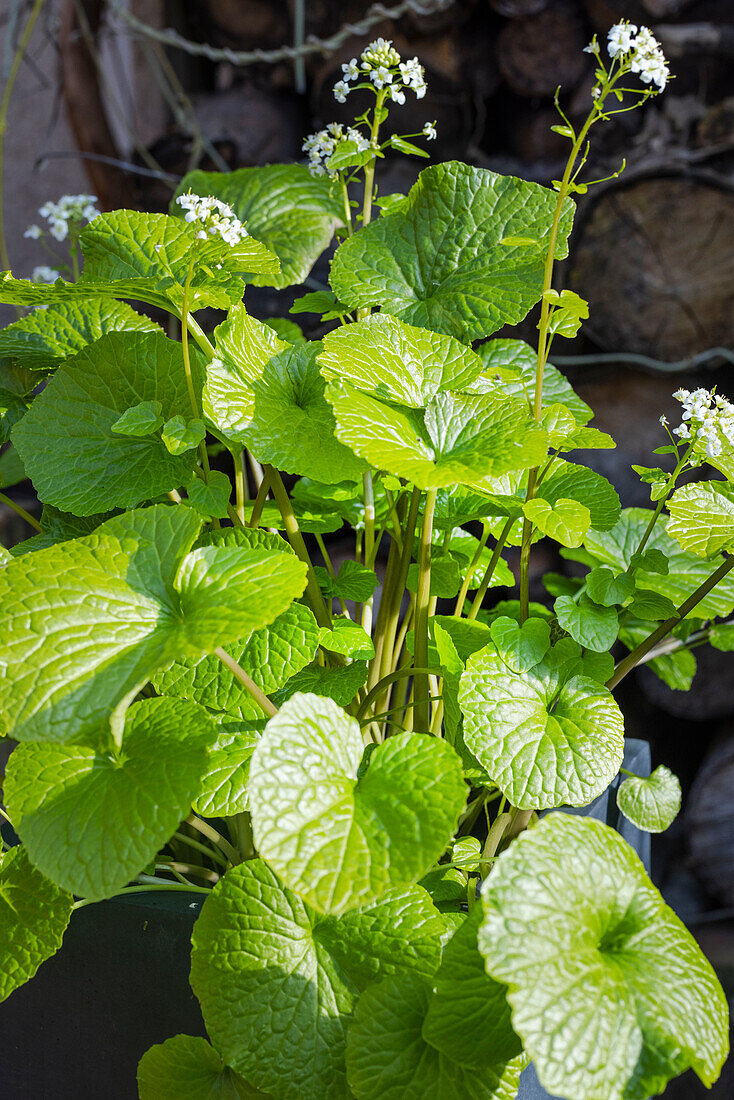 Wasabi-Pflanze mit Blüten