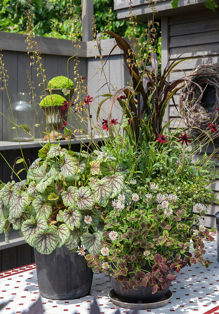 Alunrot (Heuchera), Oxalis triangularis und Chokladskära in Kruken auf Terrasse