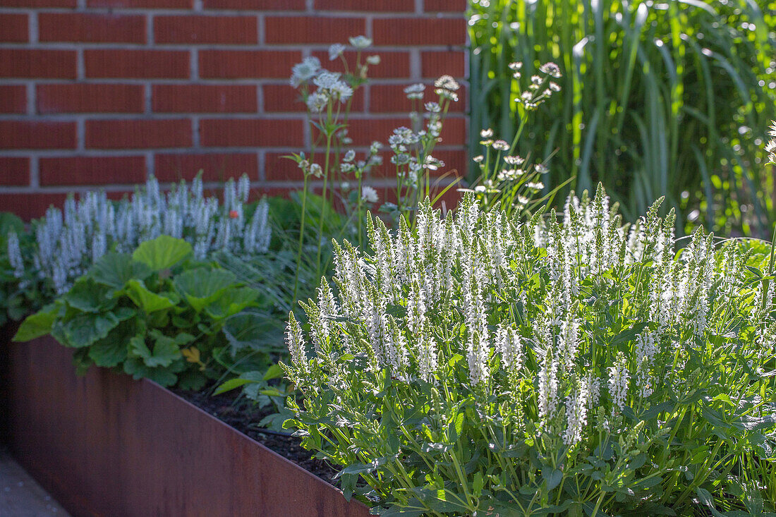 Steppen-Salbei (Salvia nemorosa) im Blumenbeet vor Backsteinmauer