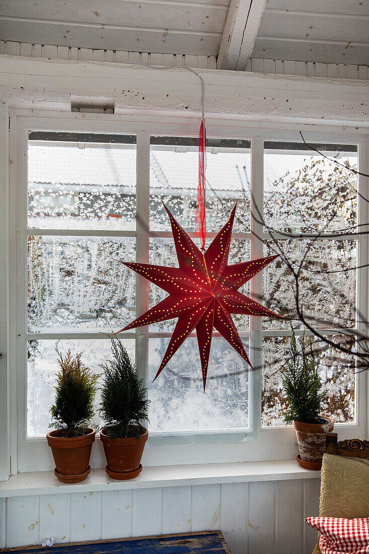 Roter Weihnachtsstern als Fensterdeko in einem Raum mit Holzvertäfelung