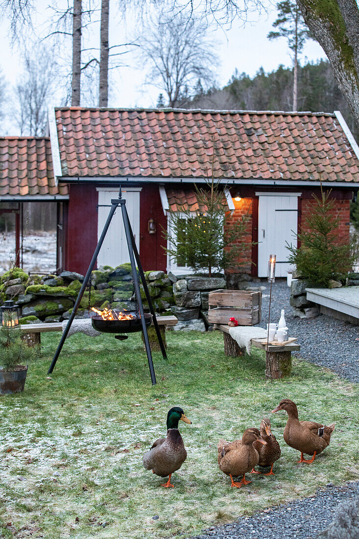 Enten im Vorgarten mit Feuerstelle und Landhaus im Hintergrund