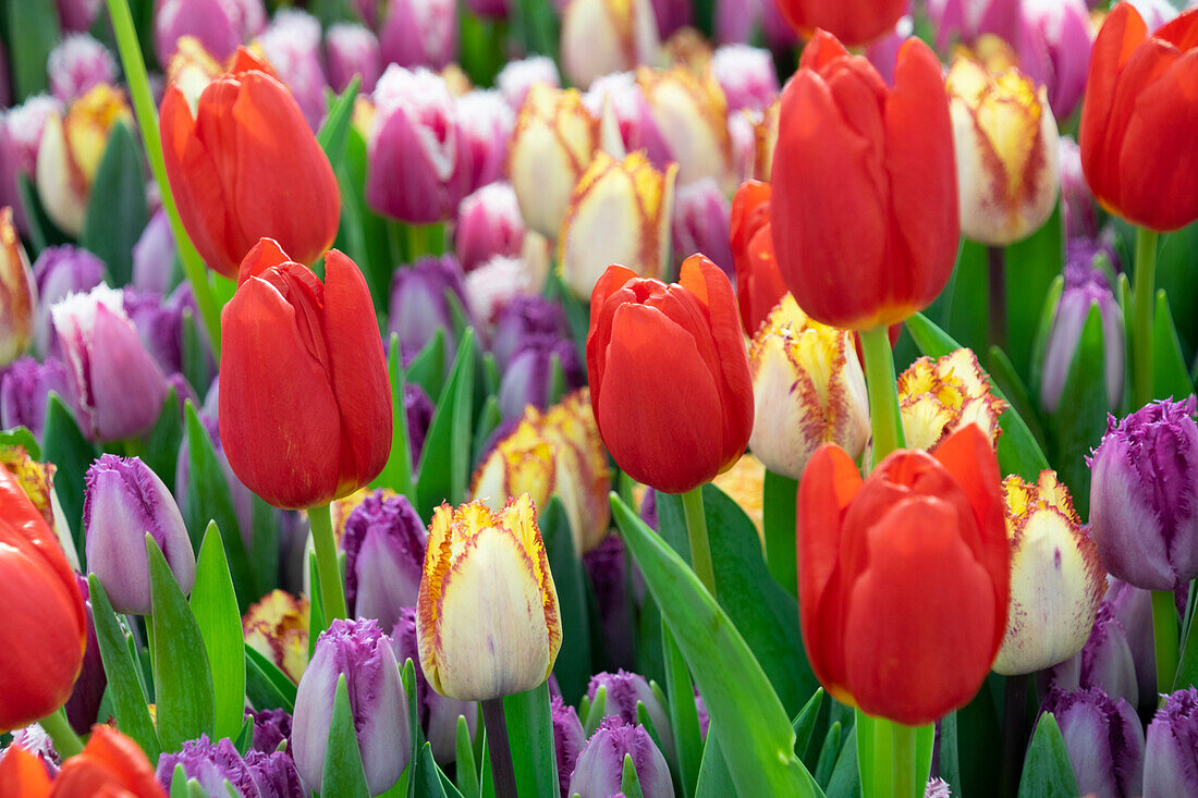 Mixed tulips