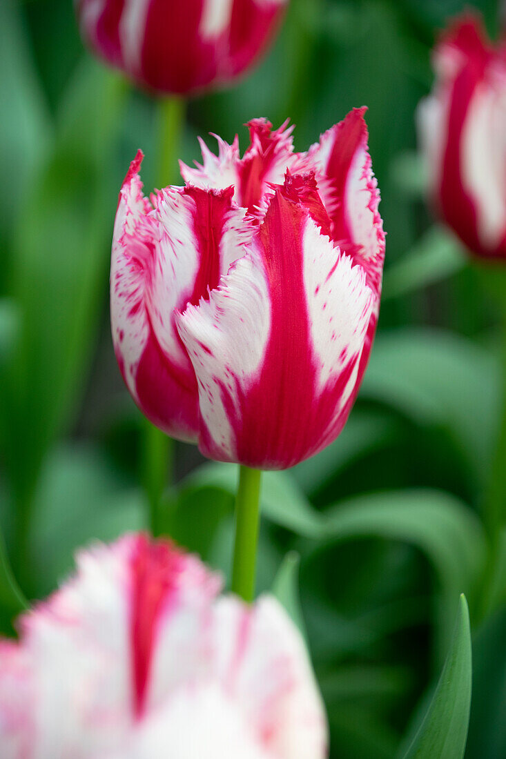 Tulpe (Tulipa) 'Happy Clown'