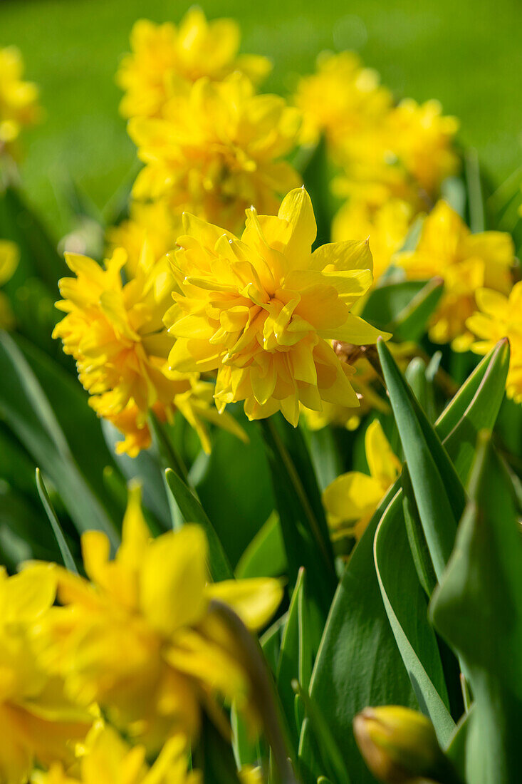 Narcissus Tete de Luxe