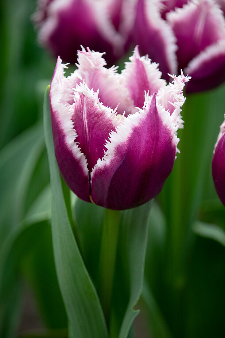 Tulipa San Martin