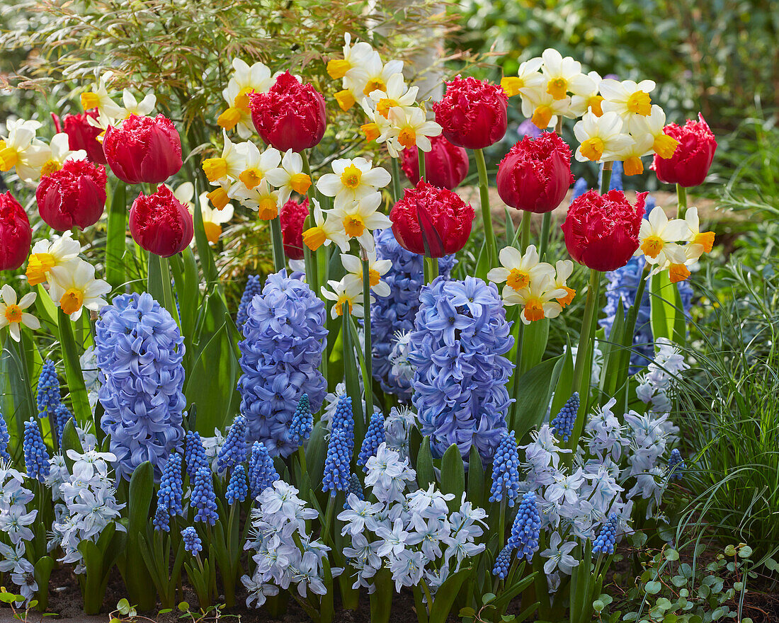 Gemischte Frühlingsblumen als Beetgrenze