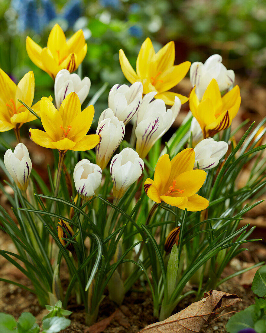 Crocus Little Amber, Crocus versicolor Picturatus