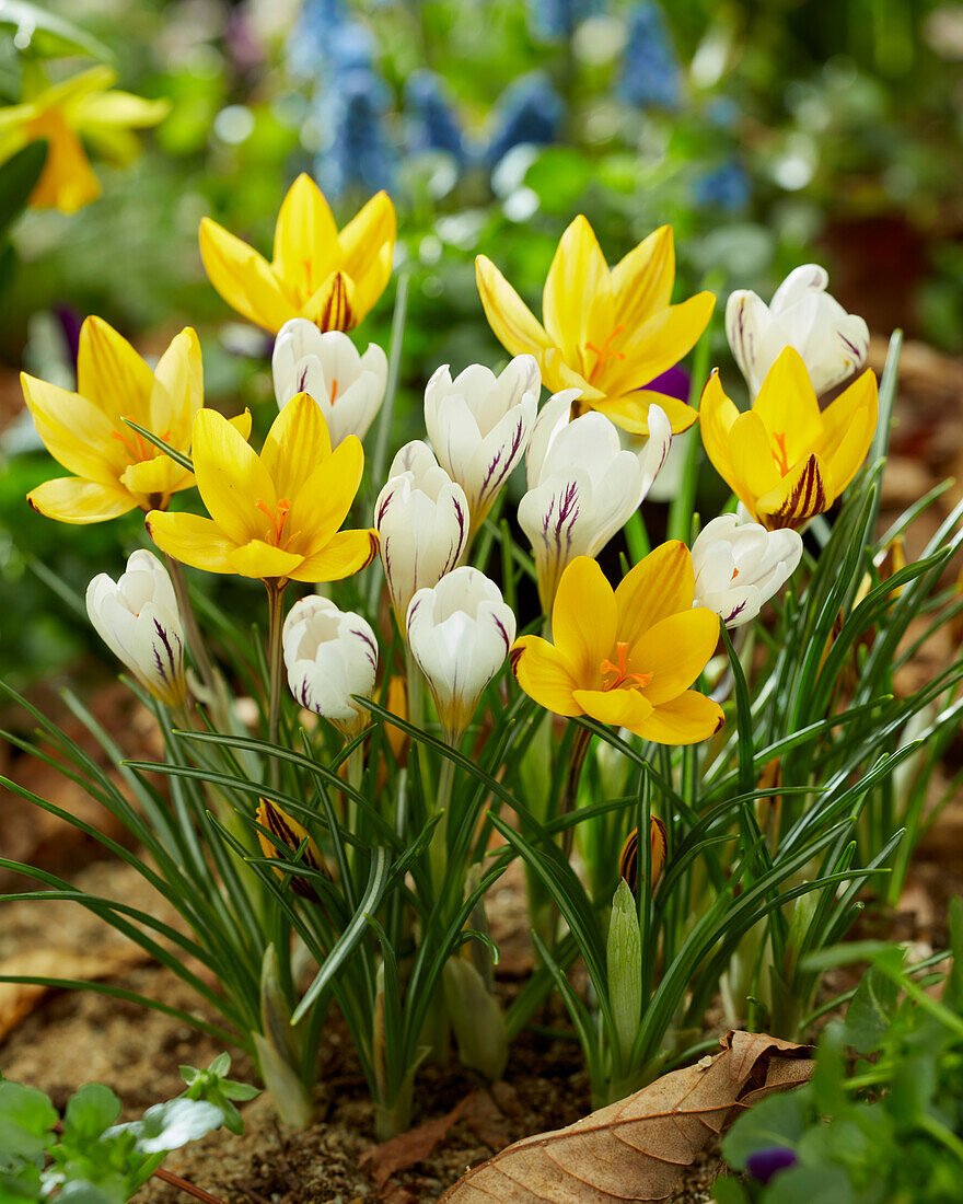 Crocus Little Amber, Crocus versicolor Picturatus