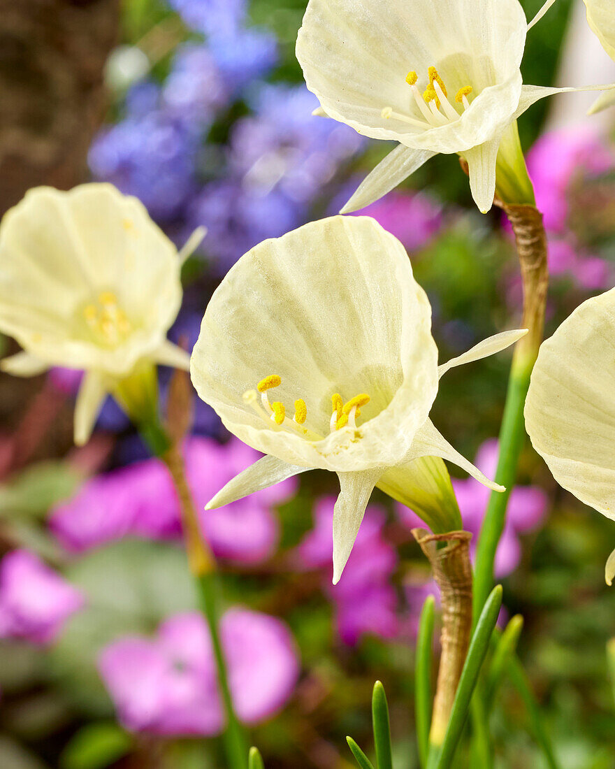 Narcissus bulbocodium Spoirot