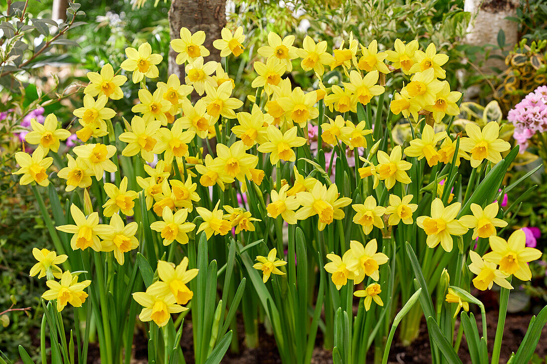 Narcissus Tete a Tete