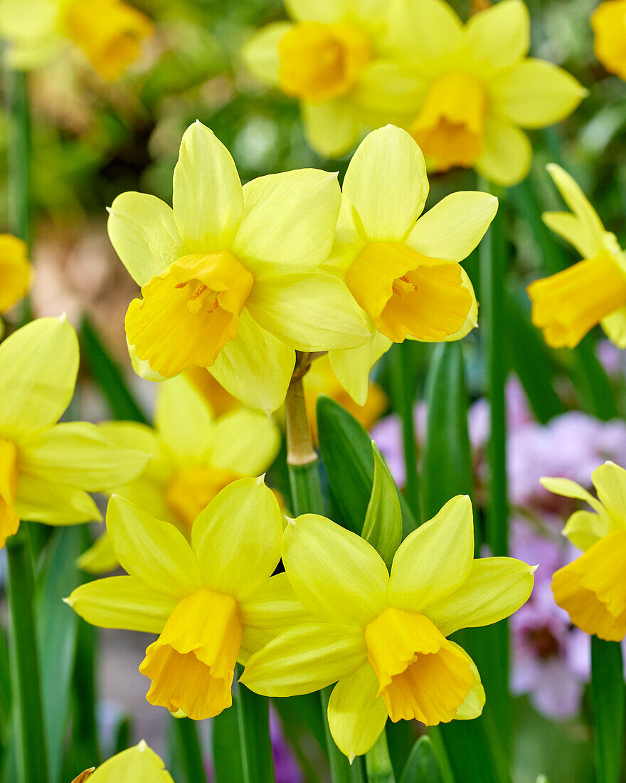 Narcissus Tete a Tete