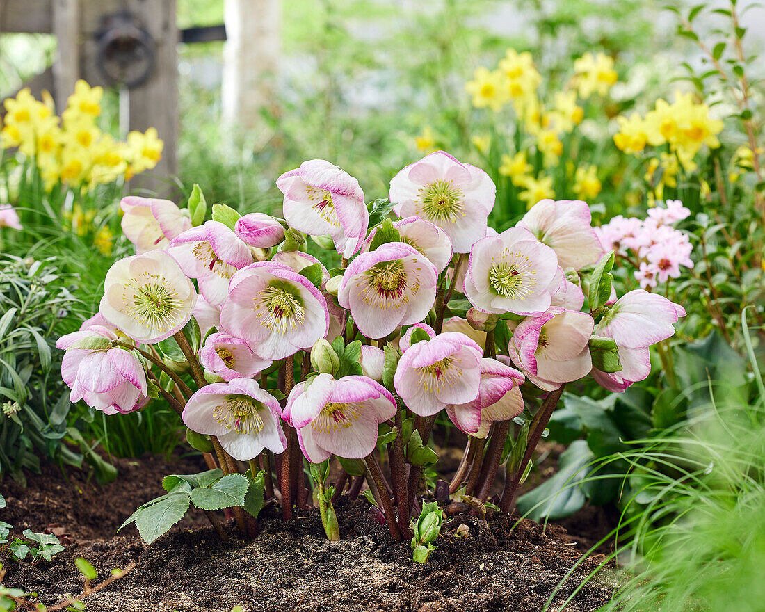 Nieswurz (Helleborus) 'Valentine Blush', Nieswurz (Helleborus) 'Hilhel'