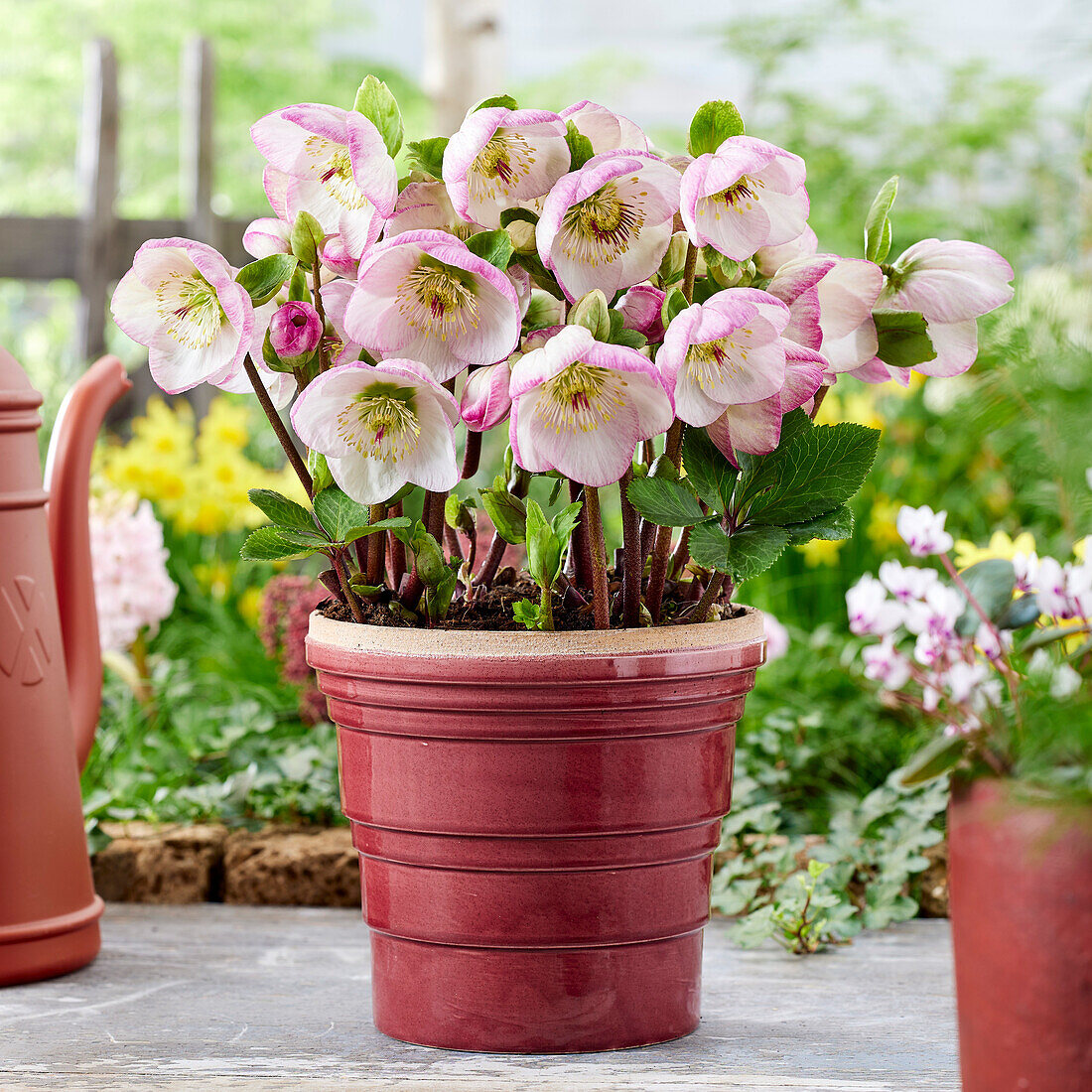 Helleborus Valentine Blush, Helleborus Hilhel