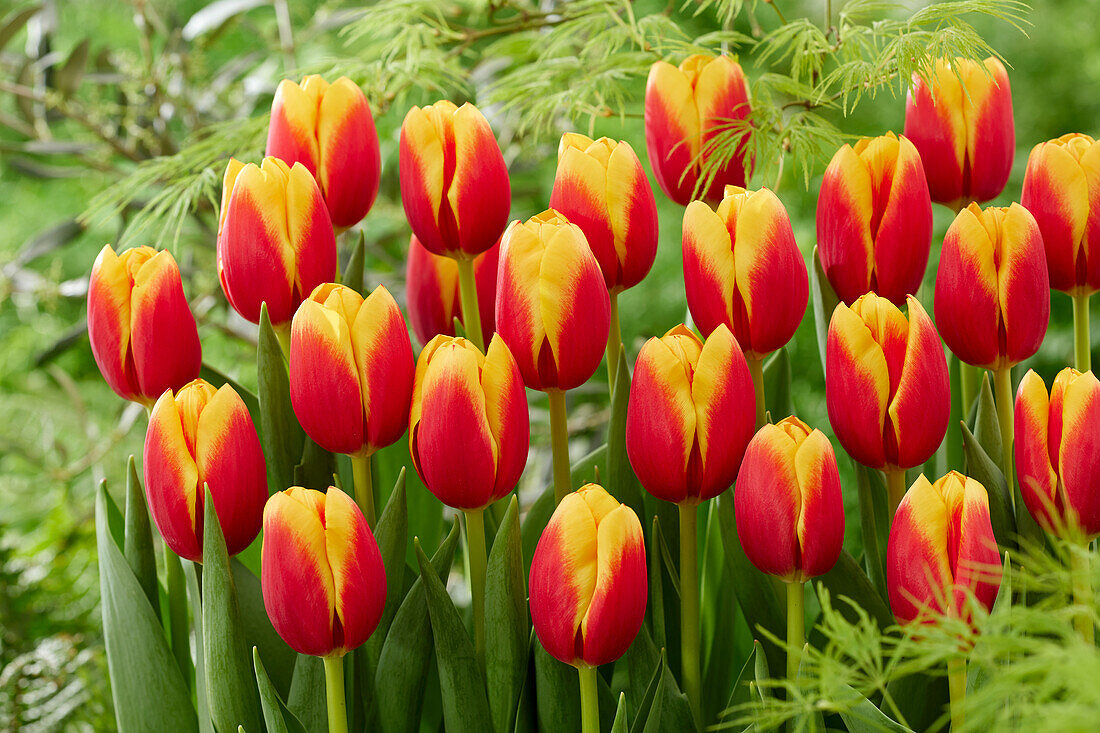 Tulpe (Tulipa) 'Soprano'