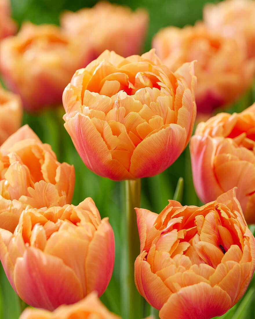 Tulipa Formule One