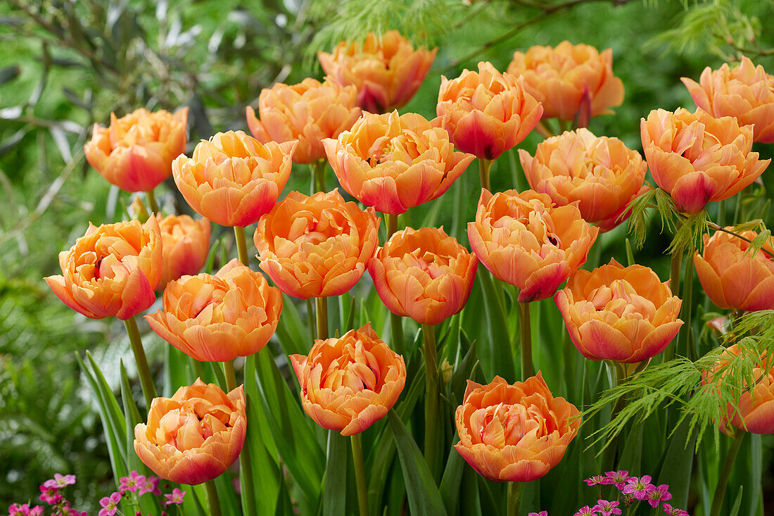 Tulipa Formule One