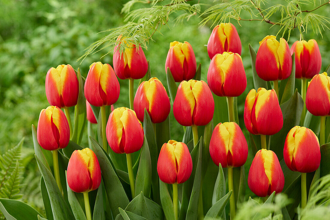 Tulpe (Tulipa) 'Pride of Europe'